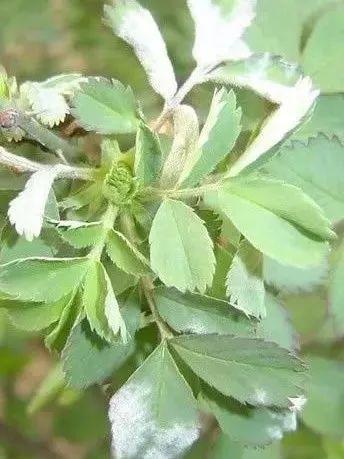 给花来点它, 叶子又绿又大, 虫子死光光盆都要炸开了