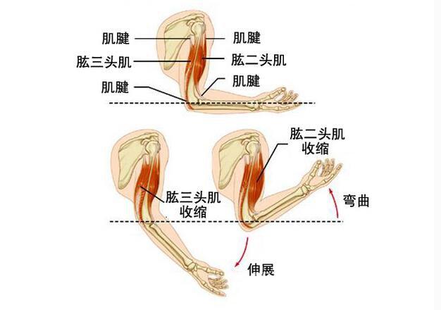 健身如何锻炼出强壮的肱二头肌?
