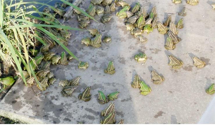 最后一个字是鸟的成语 农村人工养殖的野味美