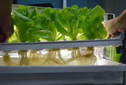 水培蔬菜|未来消费新趋势,种菜不用土,水里就能生长!