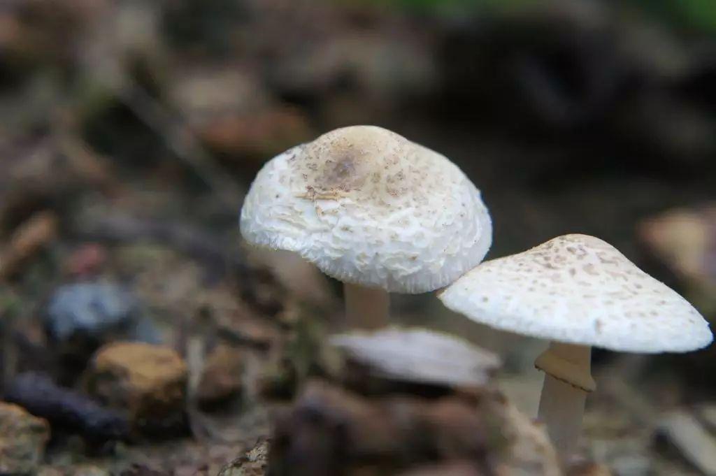 这些蔬菜不仅能吃, 还是管理学上的经典法则