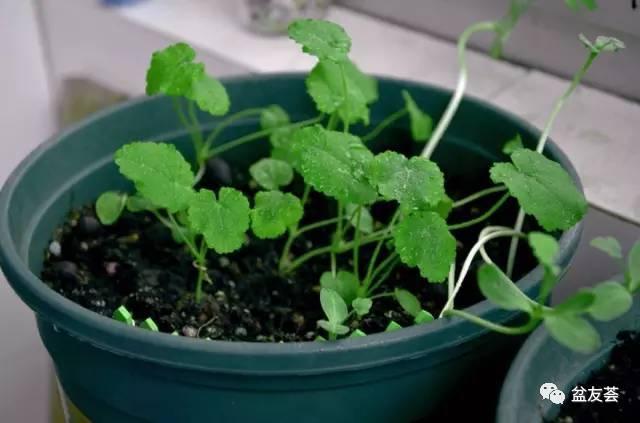 【植法】古朴小雏菊怎么养