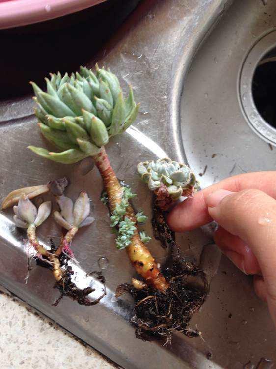 多肉植物和绿植花卉常见虫害——根粉蚧, 及其预防,根治方法