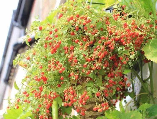 8种可以用吊盆养护的蔬菜水果, 没有空间也能种出菜园、果园