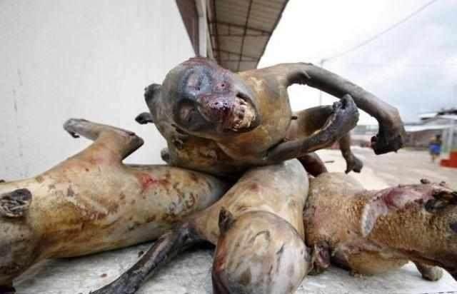 广东人不愿中央洗脑 你觉得广东人什么都敢吃