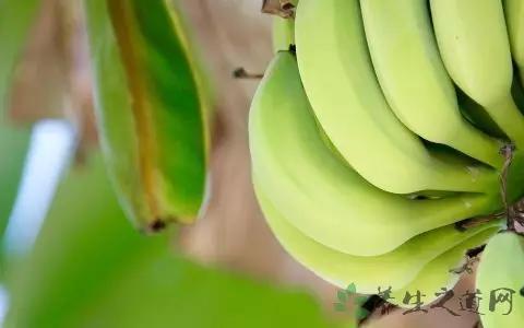 吃香蕉到底会不会长胖?