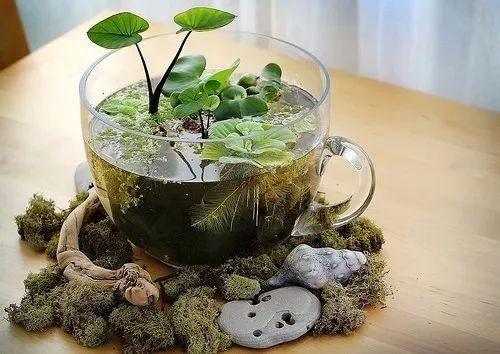 15个可爱的创意茶杯花园, 将废旧的杯具变成桌面盆栽