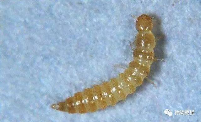 如何消灭小黑飞 6b0fc90b095f32973aac49d7b698325ex640x390x35.jpeg