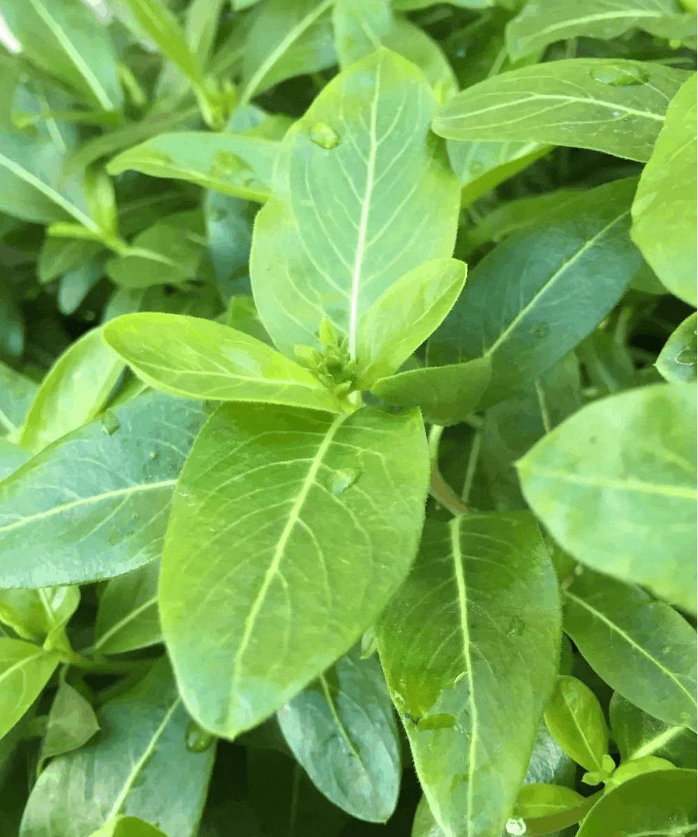 壁纸 绿色 绿叶 盆景 盆栽 树叶 植物 桌面 1000_1199 gif 动态图 动