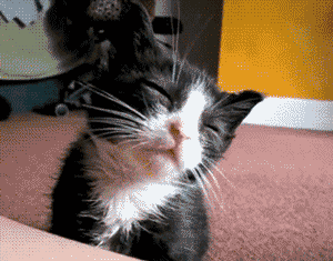壁纸 动物 猫 猫咪 小猫 桌面 300_235 gif 动态图 动图