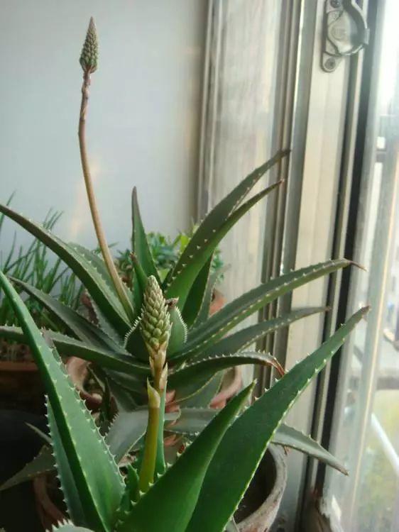 养了十年的芦荟终于开花了, 开花的芦荟能吃吗?