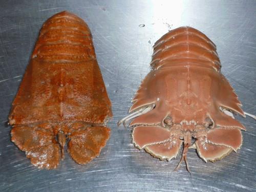 小龙虾的头能吃吗 屌丝吃小龙虾, 壕吃什么? 看
