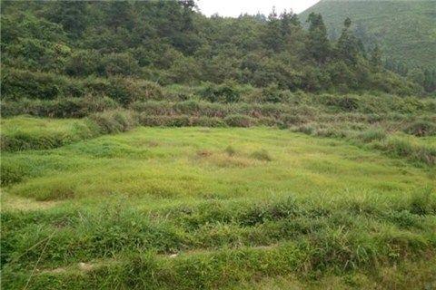 农村土地可以流转, 但是为什么有些农民宁愿荒