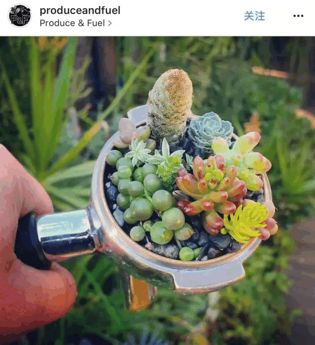 十几种"糟蹋"多肉的姿势, 看到第十个我已经忍不下去了!