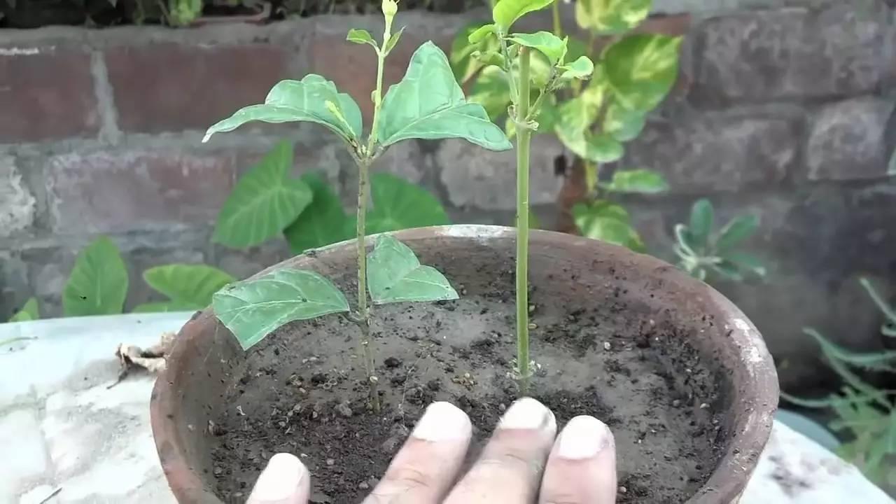 没人不喜欢的香花茉莉, 只要剪一段枝条就能繁殖, 随插随活