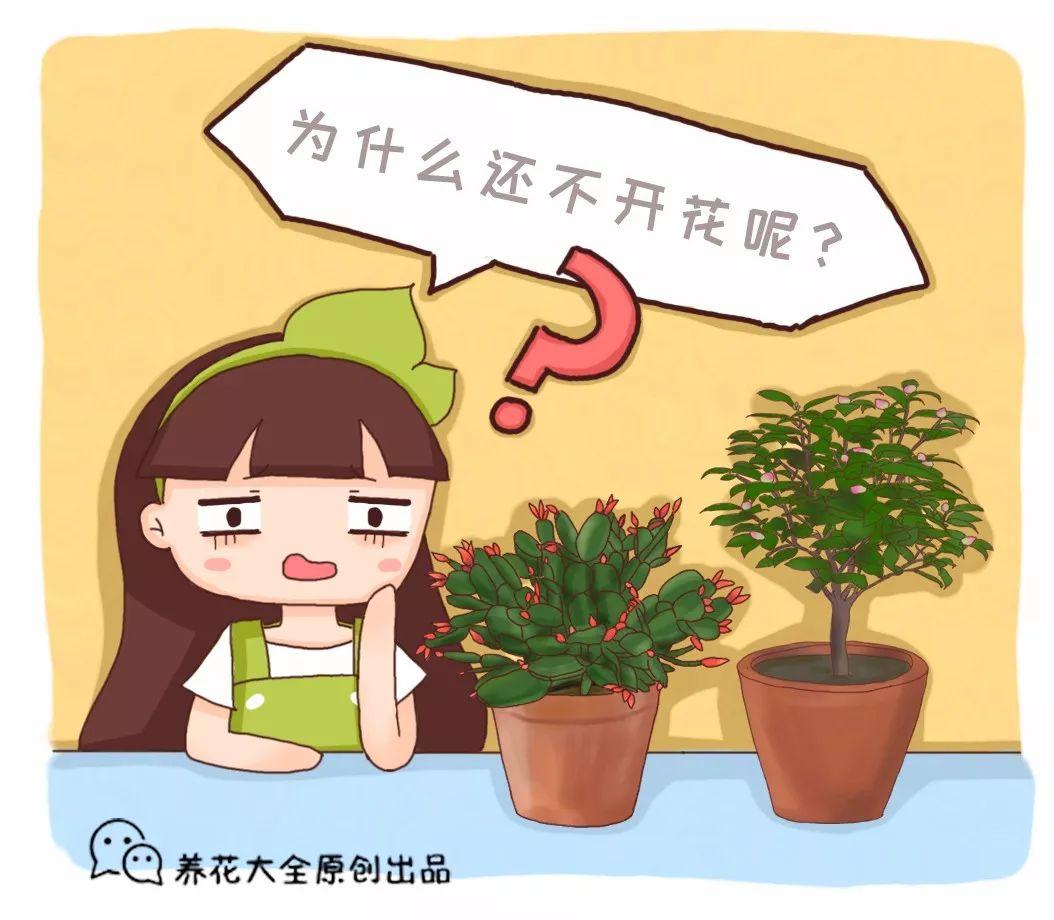 蟹爪兰茶花迟迟不开, 多半是你做错了这个!