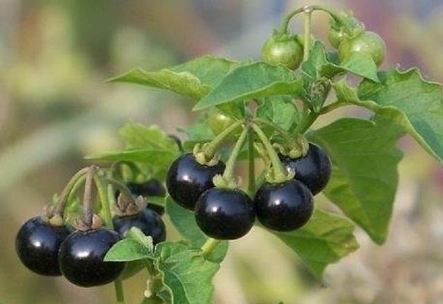 星星图片 农村路边随处可见的“黑星星”, 小时候经常偷吃专家却说有毒-资格考试-电气工程师考试网