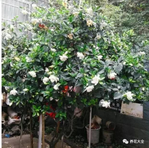 树盆里加点料, 猛长  维生素溶于水后会呈现弱酸性,拿来浇栀子的话