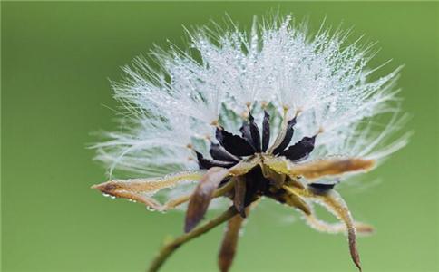 蒲公英泡水喝清热解毒效果好, 用不好反而有害