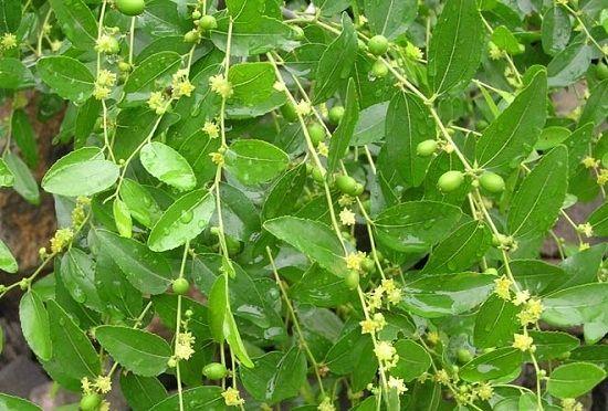 枣树施肥技术大全!花前补微肥,花期喷肥,幼果施速效肥