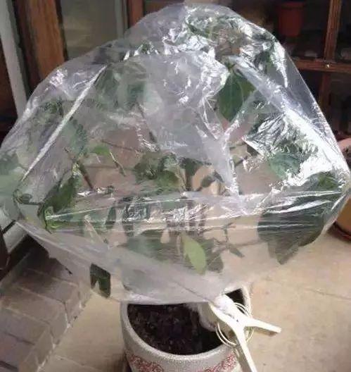 蟹爪兰茶花迟迟不开, 多半是你做错了这个!