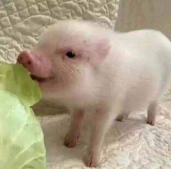 ڻṰײ