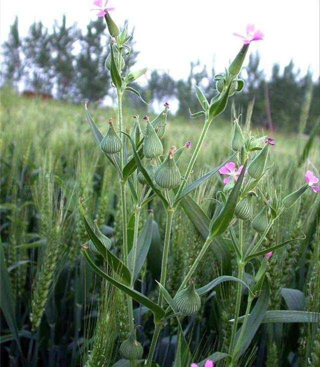 农村身边常见中草药_农村常见的"兔子头", 摇身一变成