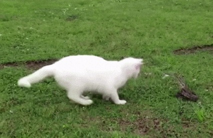 壁纸 动物 狗 狗狗 426_276 gif 动态图 动图