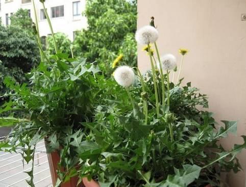 蒲公英泡水喝清热解毒效果好, 用不好反而有害