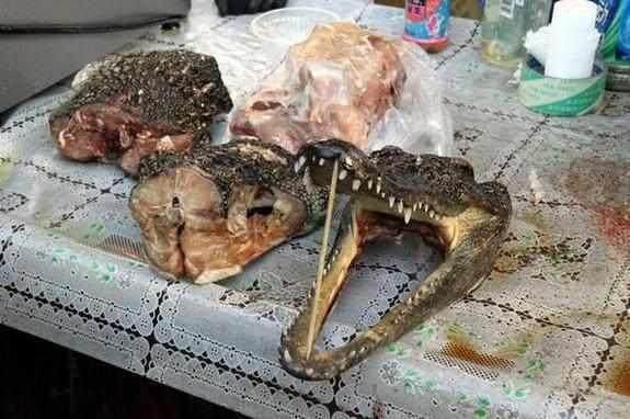 广东人不愿中央洗脑 你觉得广东人什么都敢吃