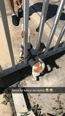不怕神对手就怕猪队友_就怕猪一样的队友, 不怕神一样