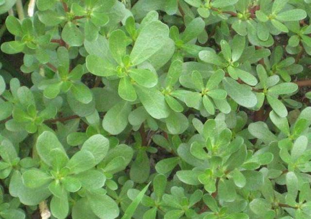 乡下救命野草, 你知多少? 收藏备用