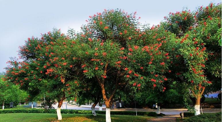 软科发2017中国最好大学排名,四川七所学院厉