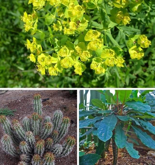 曼陀罗花是一种全株都有剧毒的植物,园艺也有栽种用来观赏的,它的