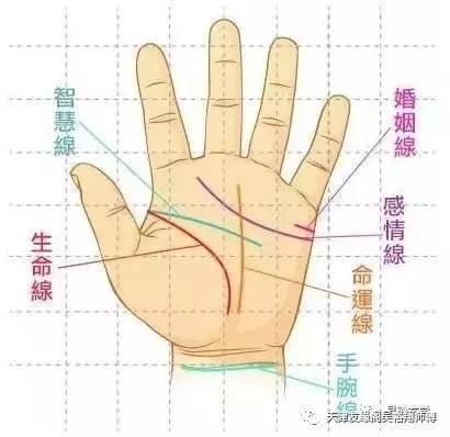 生命线(地纹),几乎每个人手上都有这三条线.