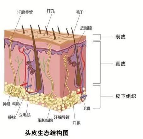 脂溢性皮炎又称脂溢性湿疹,是发生于头面及胸,背等皮脂溢出较多部位