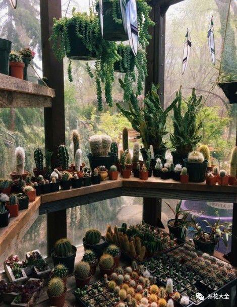 等我有一间阳光房, 养花喝茶, 过惬意的小日子!