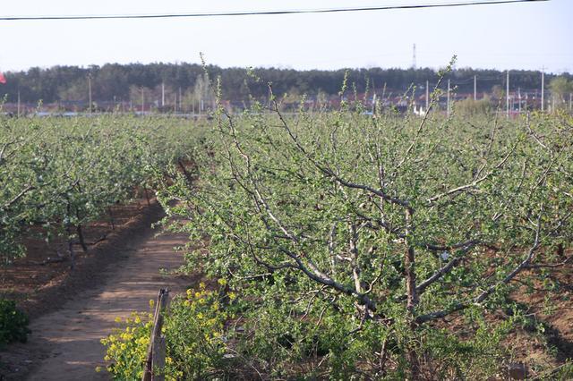 烟台苹果树已开花, 城里的农村青年过段时间要