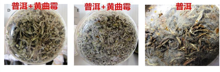 黄曲霉未能产毒【毒素从何而来 无论普洱生茶还是熟茶,都需要储存