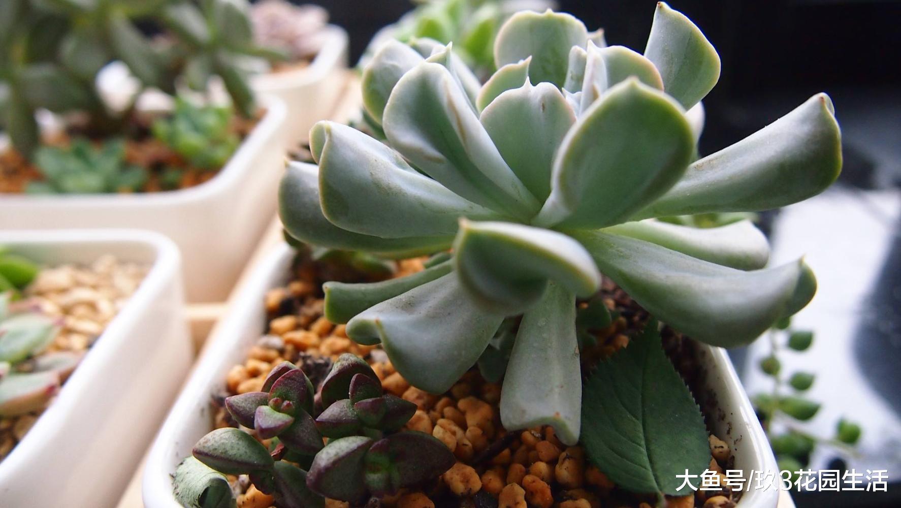 家居养花之多肉植物——特玉莲