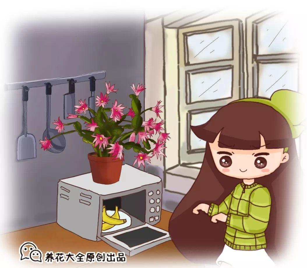 速效无臭肥, 5分钟搞定, 撒盆里3天冒芽, 20天就爆盆!