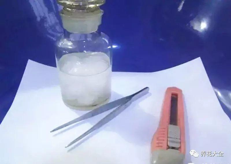 蟹爪兰绿萝……1个动作, 养成3米绿瀑布, 邻居羡慕得流口水!