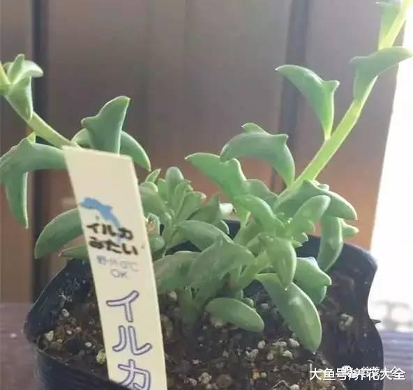 一百万个多肉里, 才出这么一个奇葩, 开眼了!