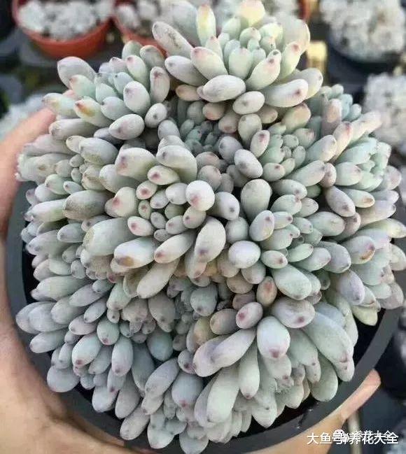 这7种多肉竟原来是香的? 养1盆, 家里天天香甜清新