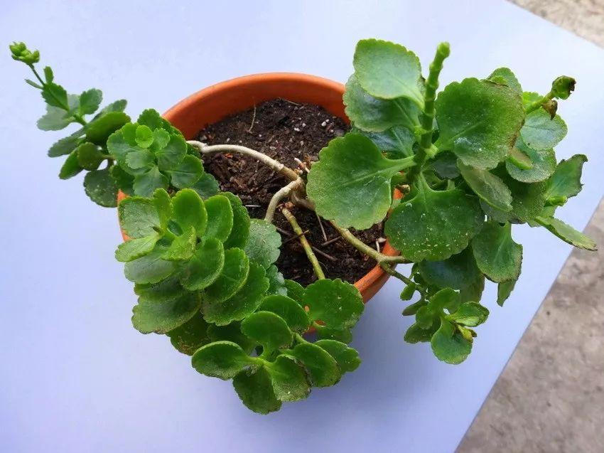 土壤中少了这种东西, 养几十年也不能开花, 加一点就能年年开花