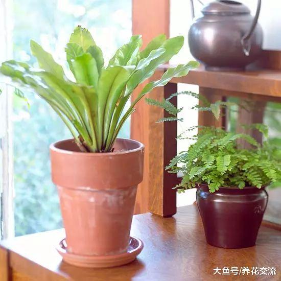适合养在遮阴处的几种观赏蕨, 没有光照也能保持常年翠绿