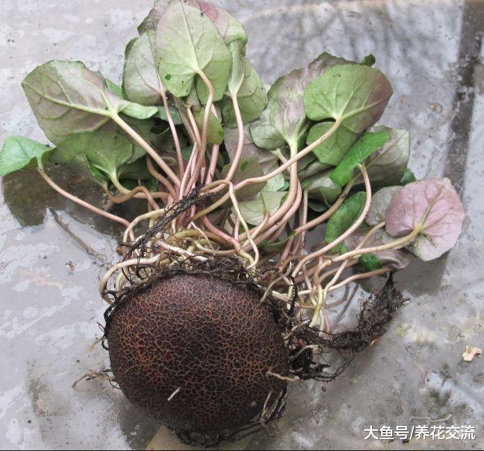 仙客来的叶子下面藏了这么大的块茎, 花叶看一眼就迷上了
