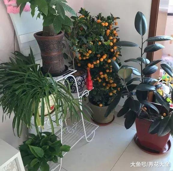 啥都养不好, 就是因为你选错了花盆