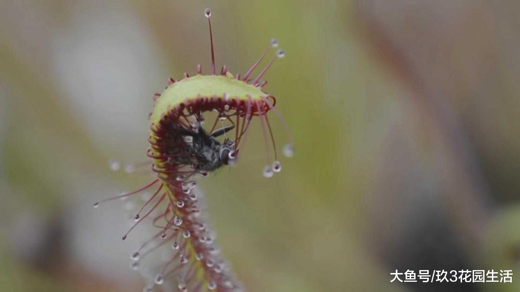 植物中的激进派——食虫类植物