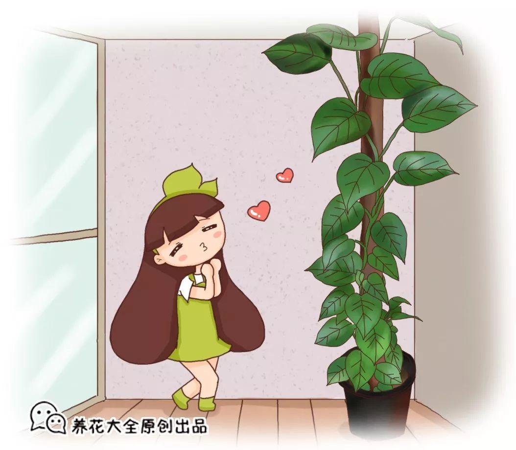 绿萝吊兰绑根绳, 叶子长得大